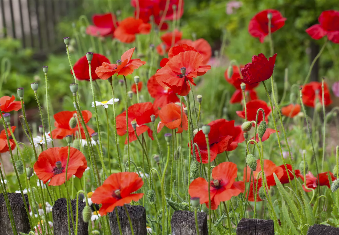 Mohnblumen am Zaun