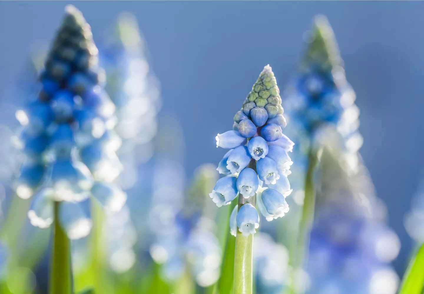 Muscari armeniacum