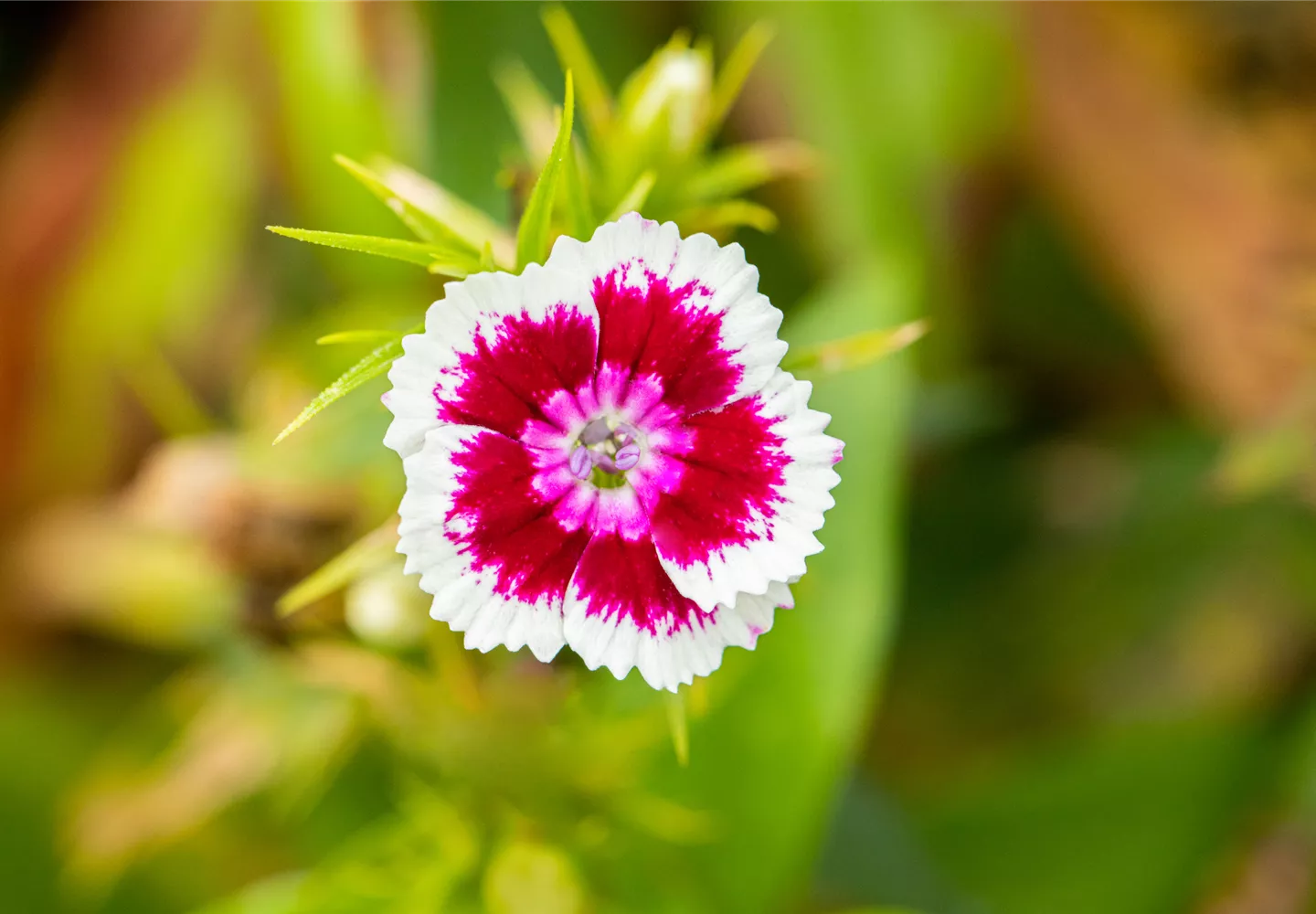 Dianthus barbatus 'Barbarini'