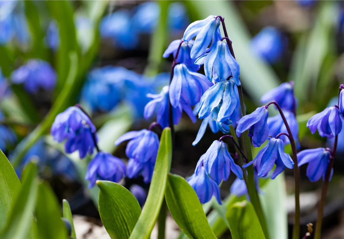 Scilla siberica 'Spring Beauty'