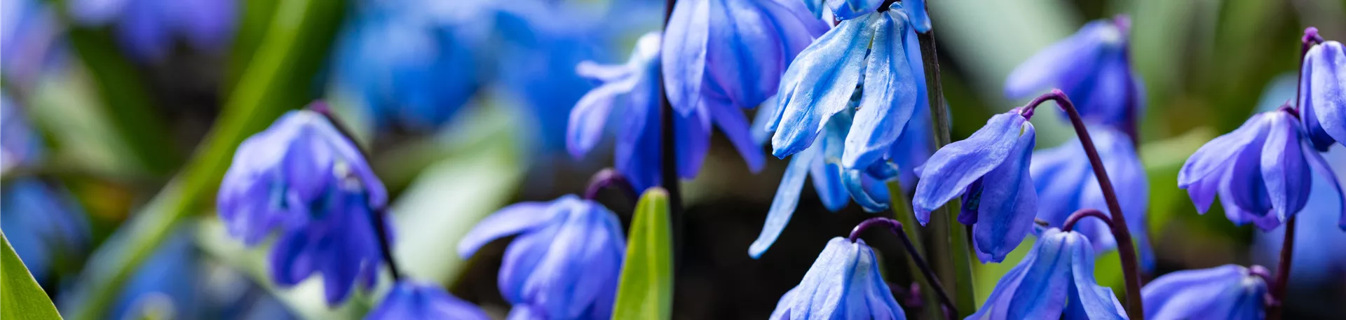 Scilla siberica 'Spring Beauty'