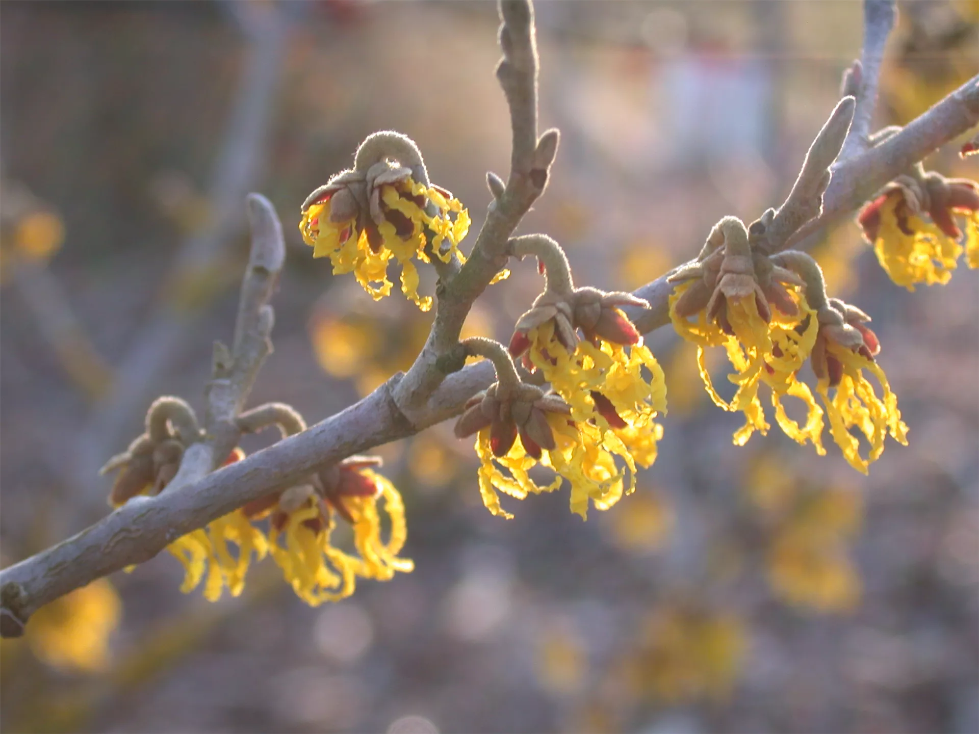 Blütenzauber mit Winterblühern im Garten 