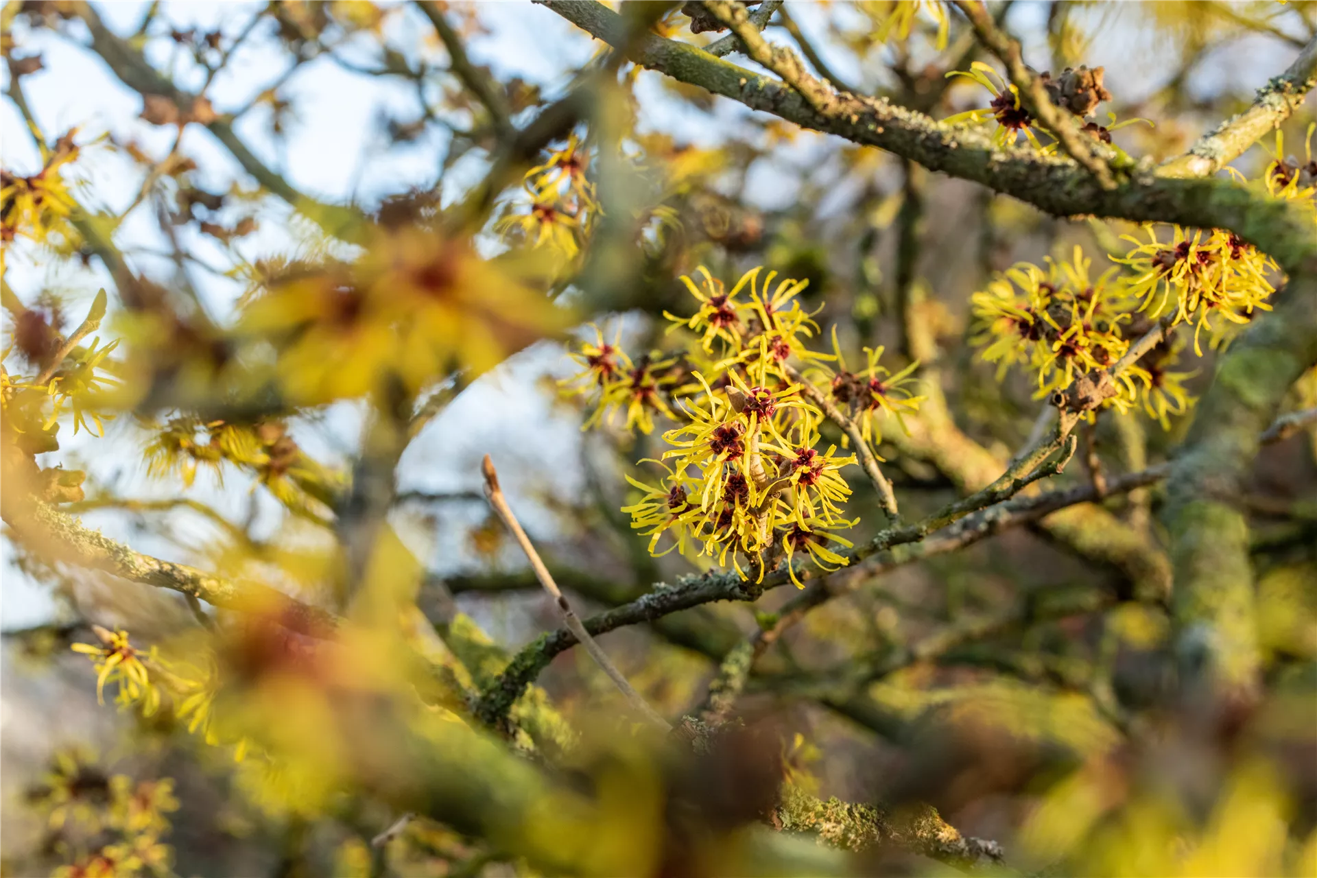 Die ersten Blüten erzählen vom Frühling 