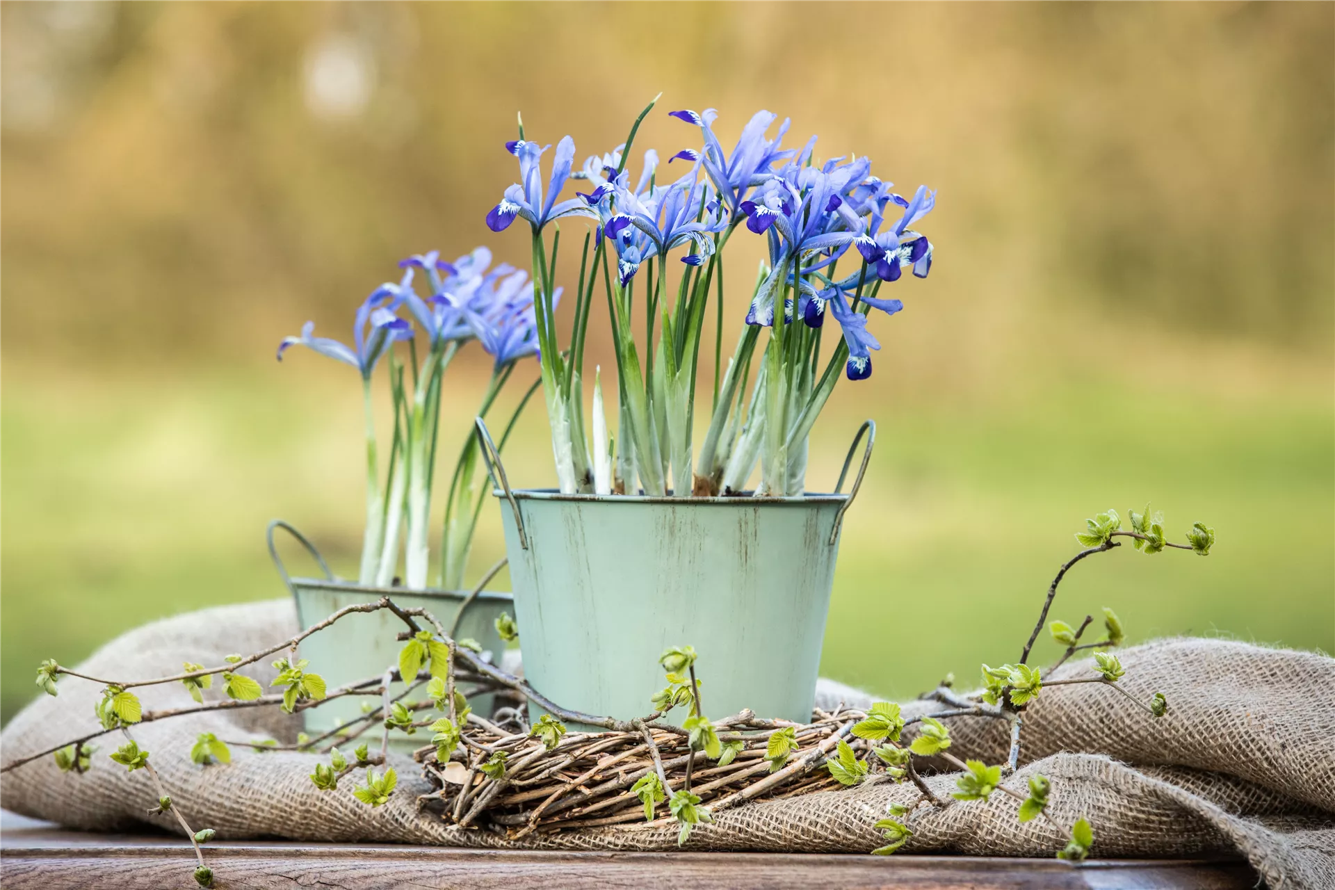 Mit Frühblühern die Gartensaison einläuten 