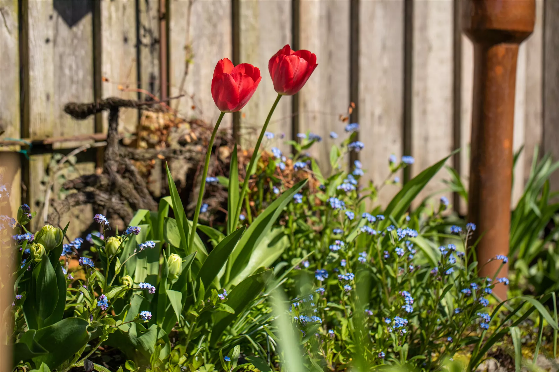 Frühlingserwachen im Garten 