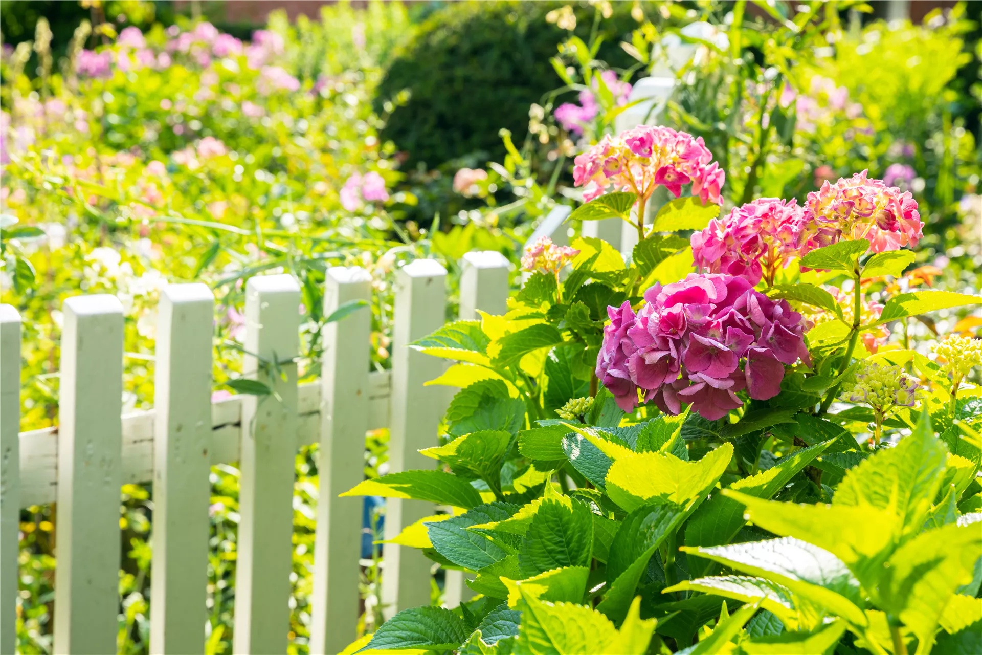 Rosa, weiß oder blau - Hortensien nehmen's ganz genau