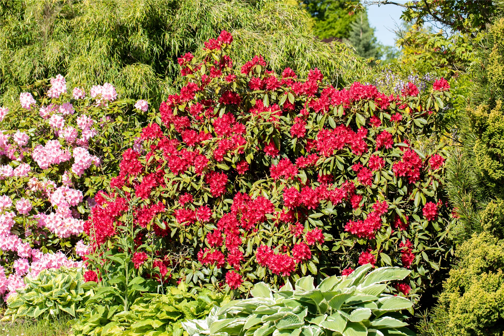 Farbakzente mit Rhododendron schaffen 