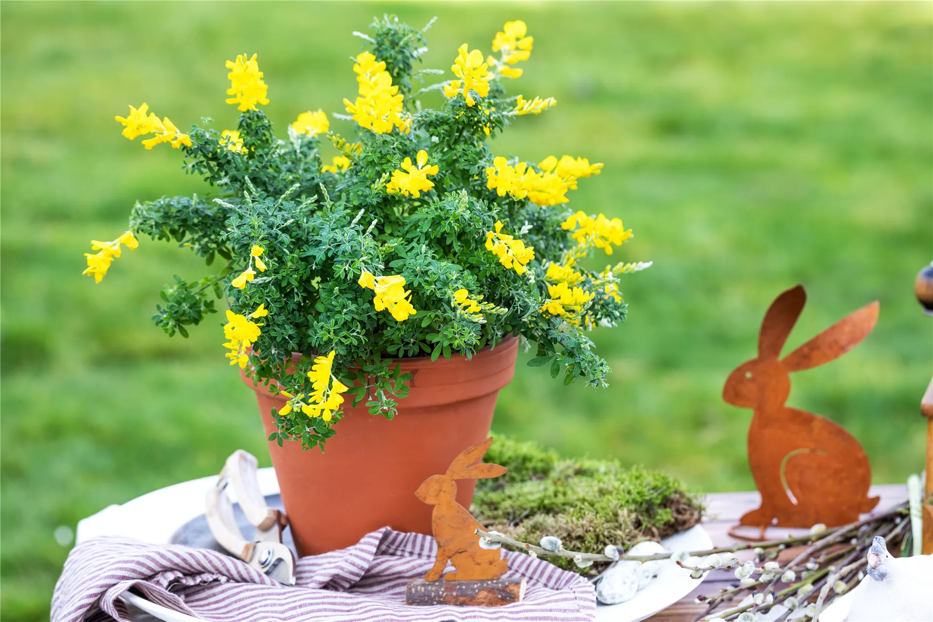 Passende Pflanzen für deine Osterdeko