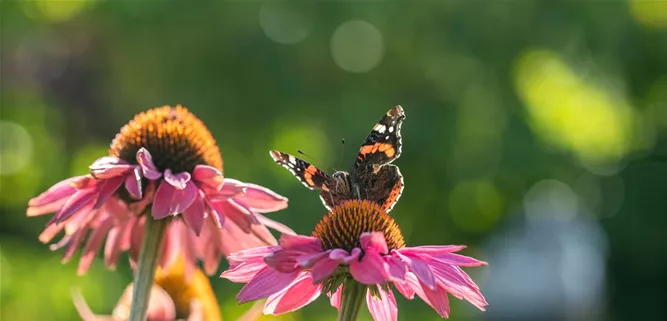 Schmetterling auf Blüte