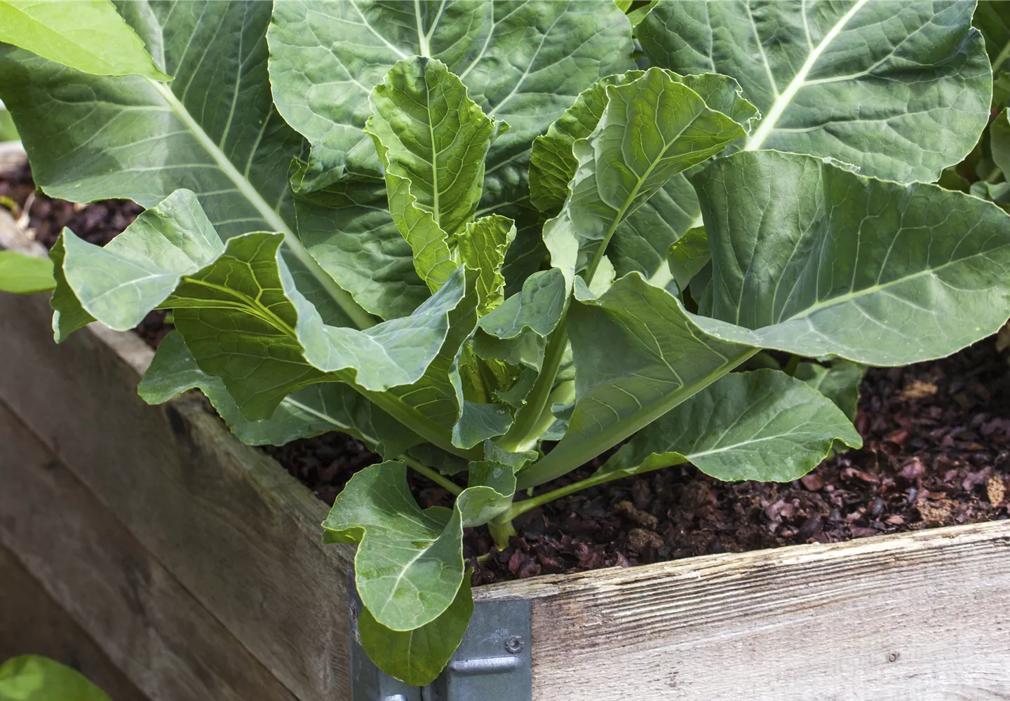 Brassica oleracea var. gongylodes