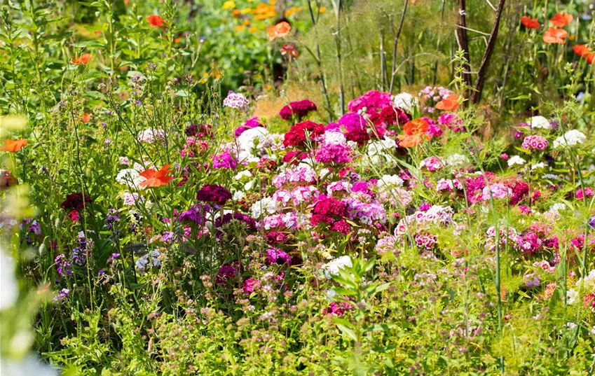 Dianthus barbatus