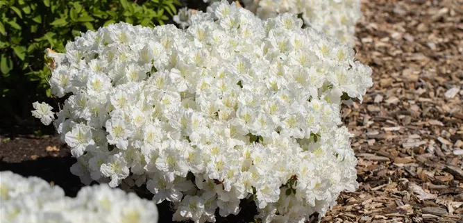 Rindenmulch Anwendung im Garten