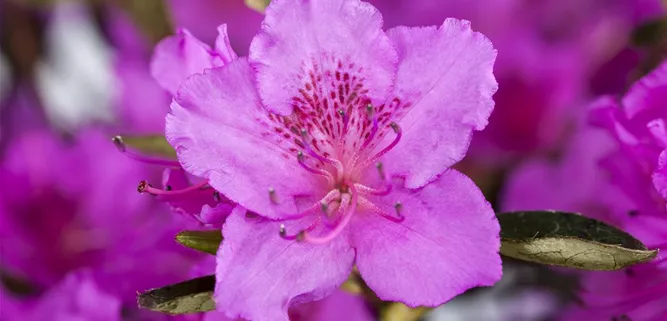 Rhododendronblüte