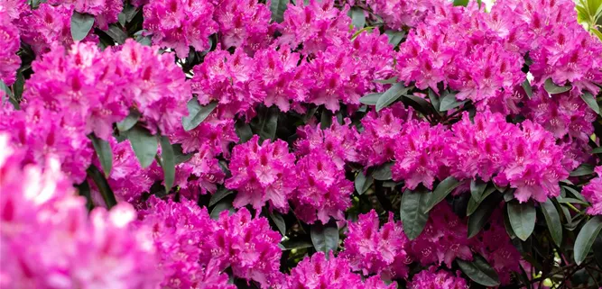 Rhododendron im Garten