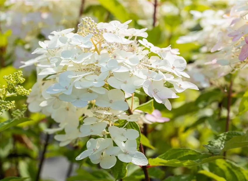 Hydrangea paniculata 'Unique'