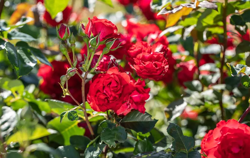 Wie wäre es mit einer Strauchrose in deinem Rosenbeet?