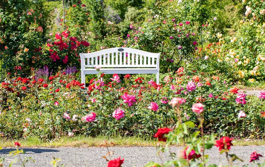 Entspann dich auf einer Bank in deinem Rosenbeet