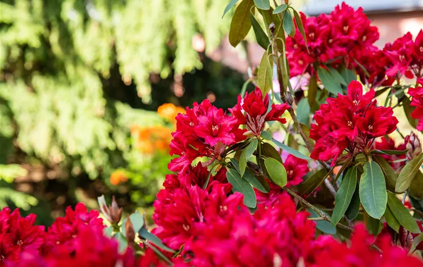 Wie wäre ein rotes Rhododendronbeet?