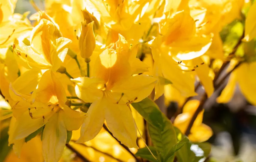 Rhododendron luteum 'Goldtopas'