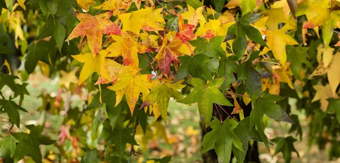 Liquidambar styraciflua