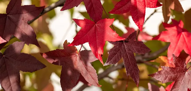 Liquidambar styraciflua