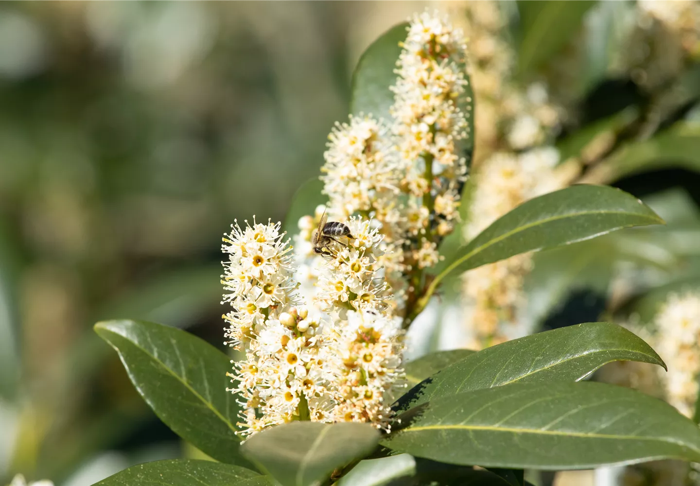 Prunus laurocerasus