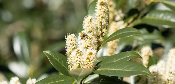 Prunus laurocerasus