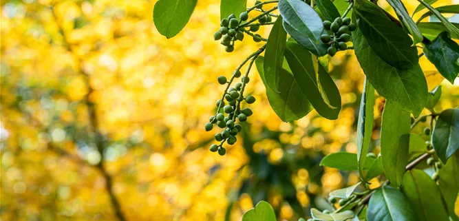 Prunus laurocerasus