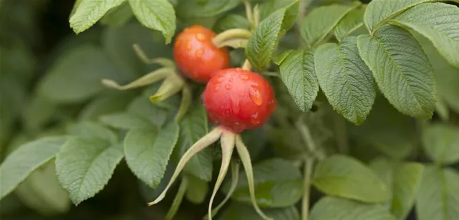 Rosa rugosa