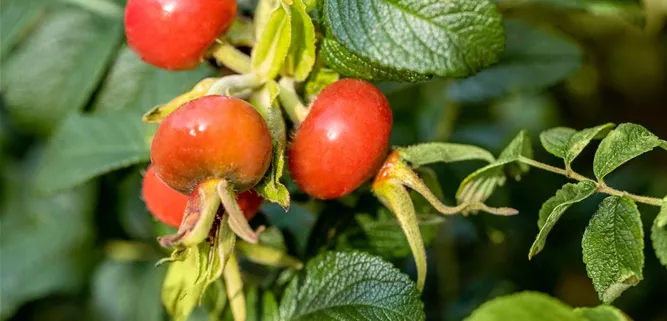 Rosa rugosa