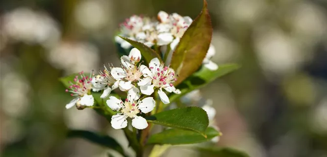 Aronia melanocarpa