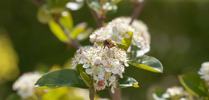 Schwebfliege an Aroniablüte