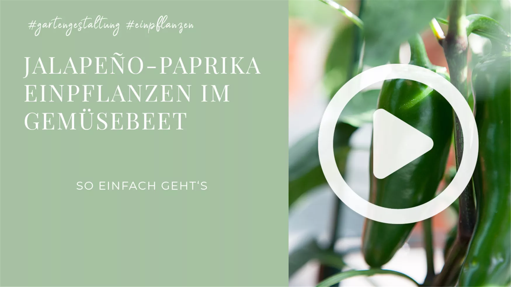 Jalapeno Paprika- Einpflanzen im Gemüsebeet