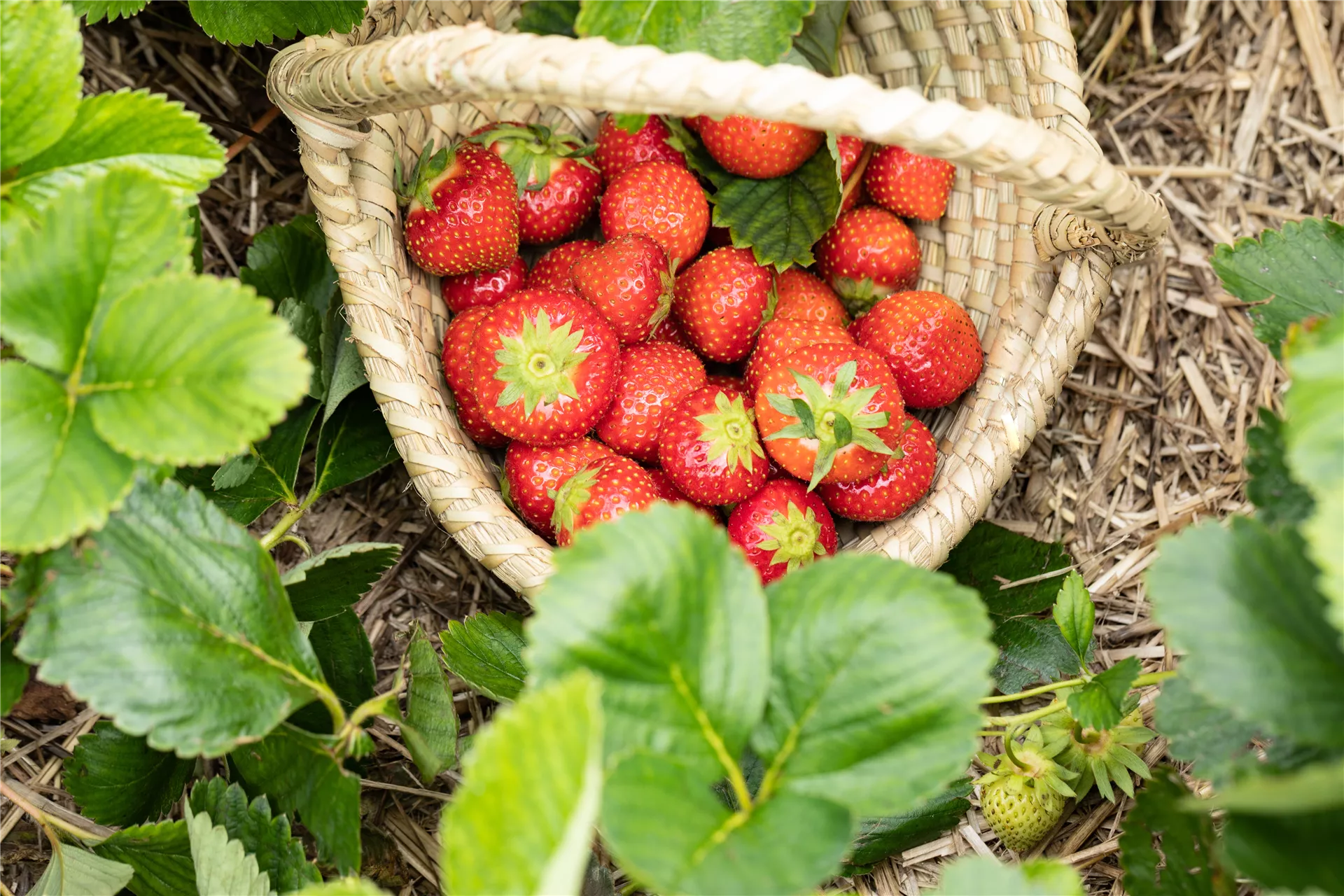 Die leckersten Beeren sind rot