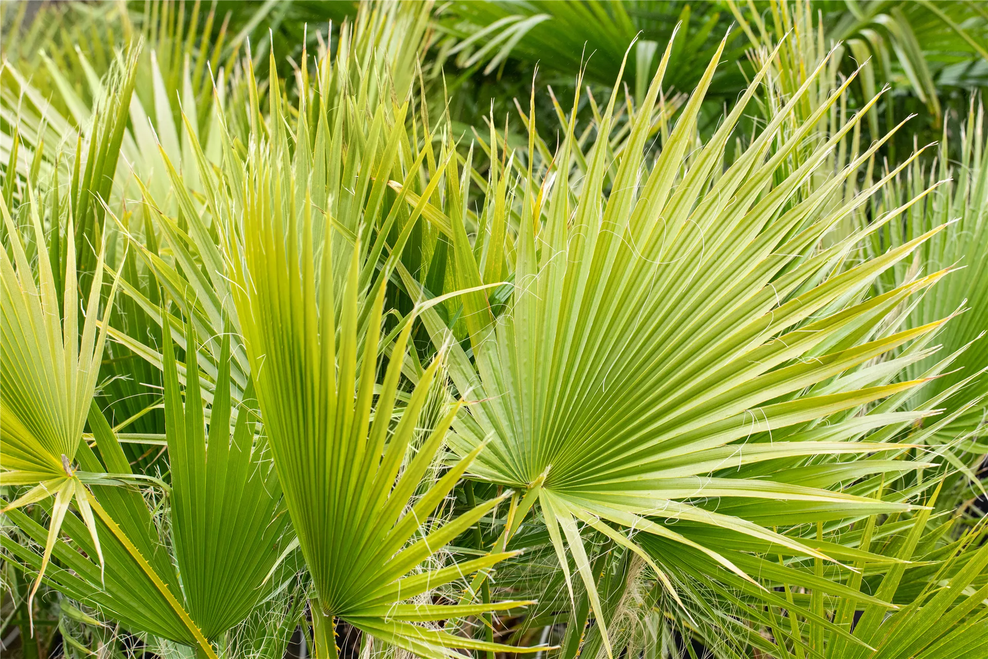 Palmenzauber in greifbarer Nähe