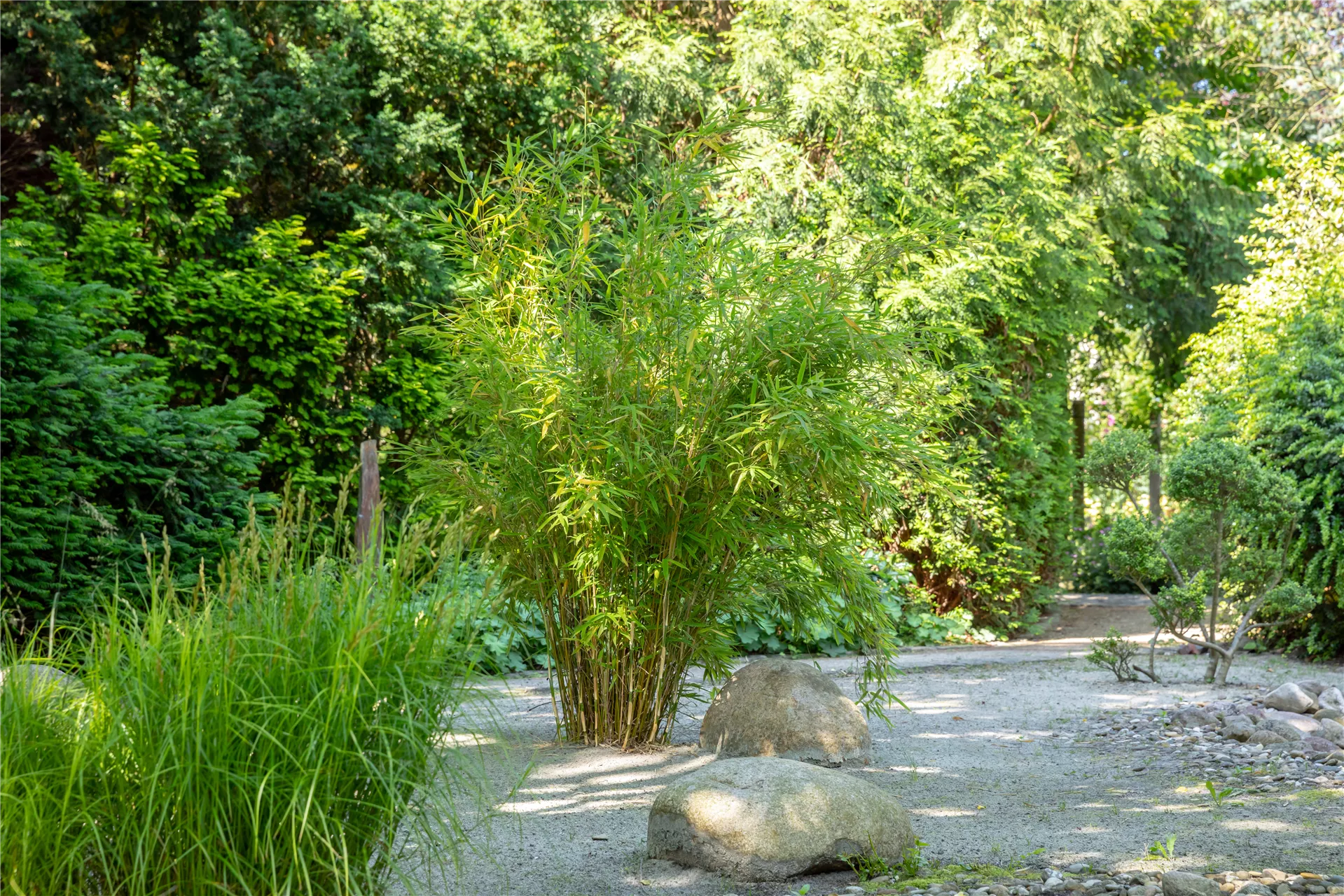 Pandastischer Bambus für dein Gartenreich