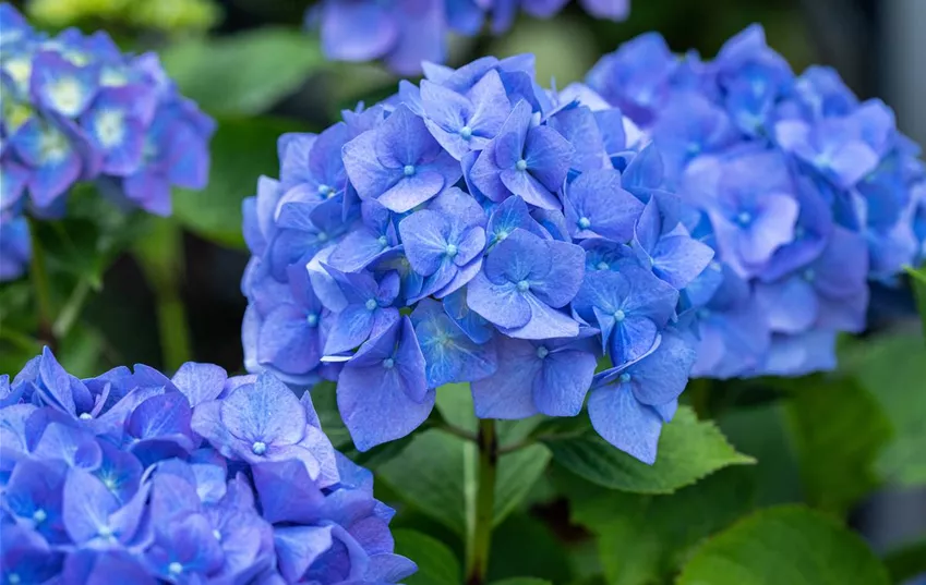 Hydrangea macrophylla, blau