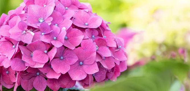 Hydrangea macrophylla, rosa