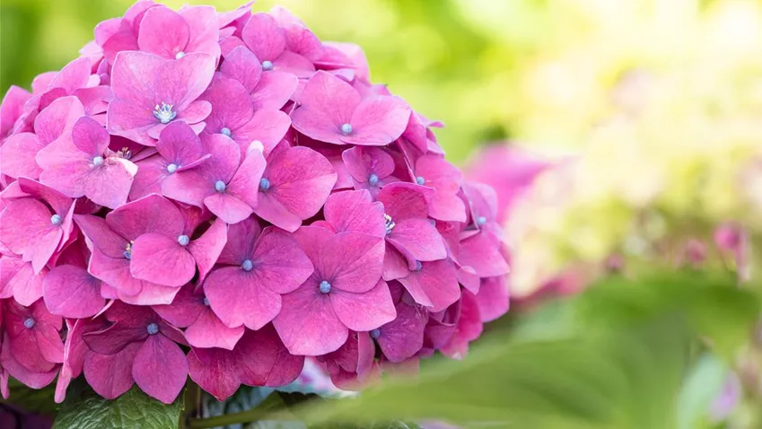 Hydrangea macrophylla, rosa