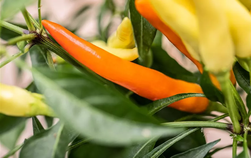 Capsicum frutescens 'Thai Chili'