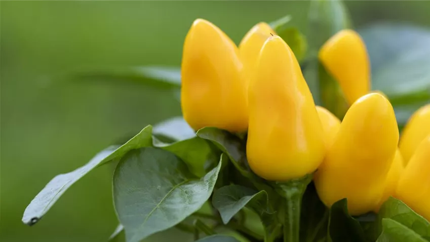 Capsicum annuum var. minimum, gelb