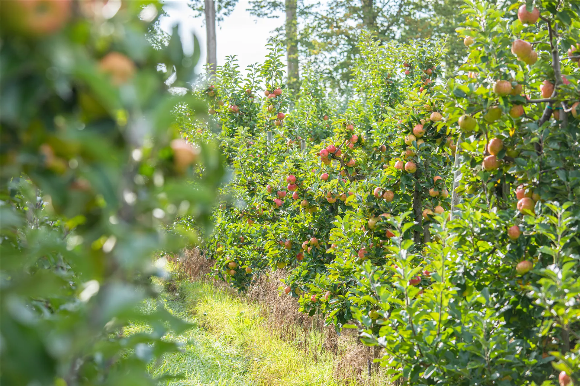 Obstgehölze brauchen besondere Aufmerksamkeit