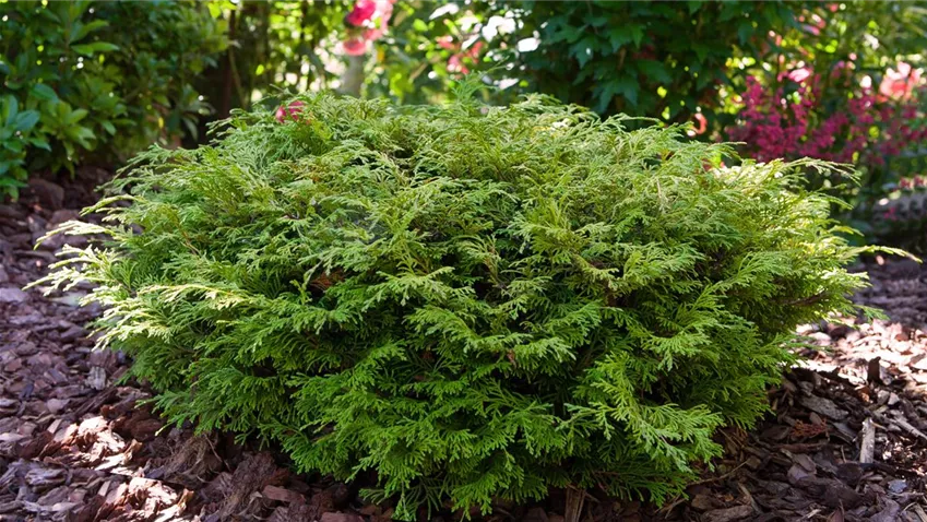 Chamaecyparis lawsoniana 'Mininova'