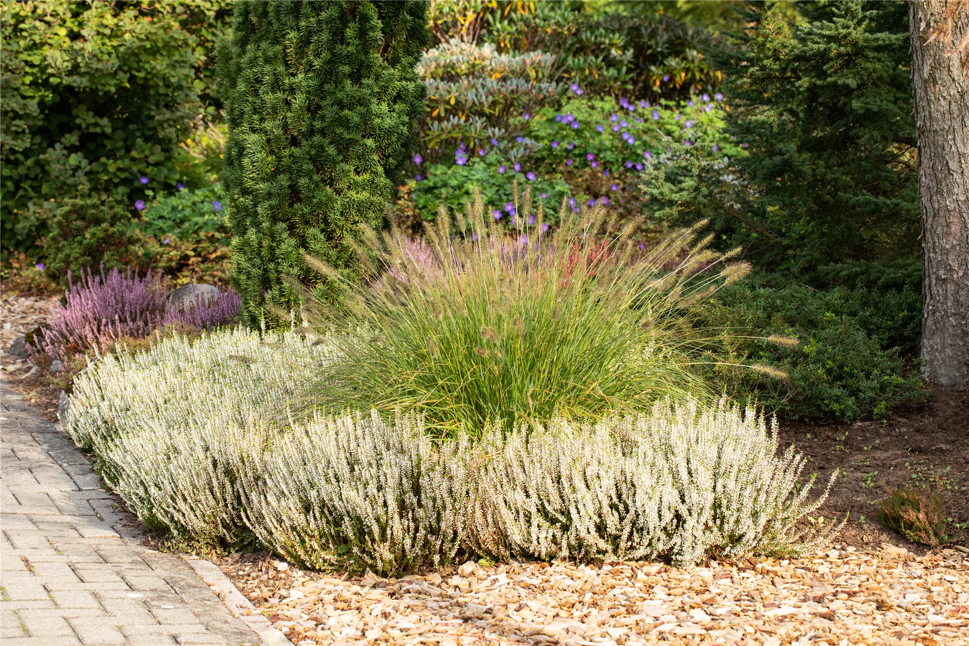 Feine Blüten für deinen Garten 