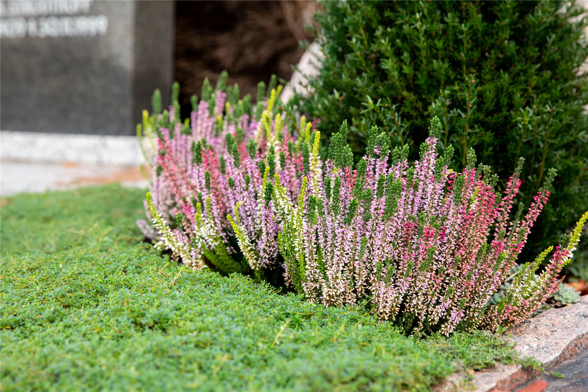 Ein floraler Gruß, der bleibt