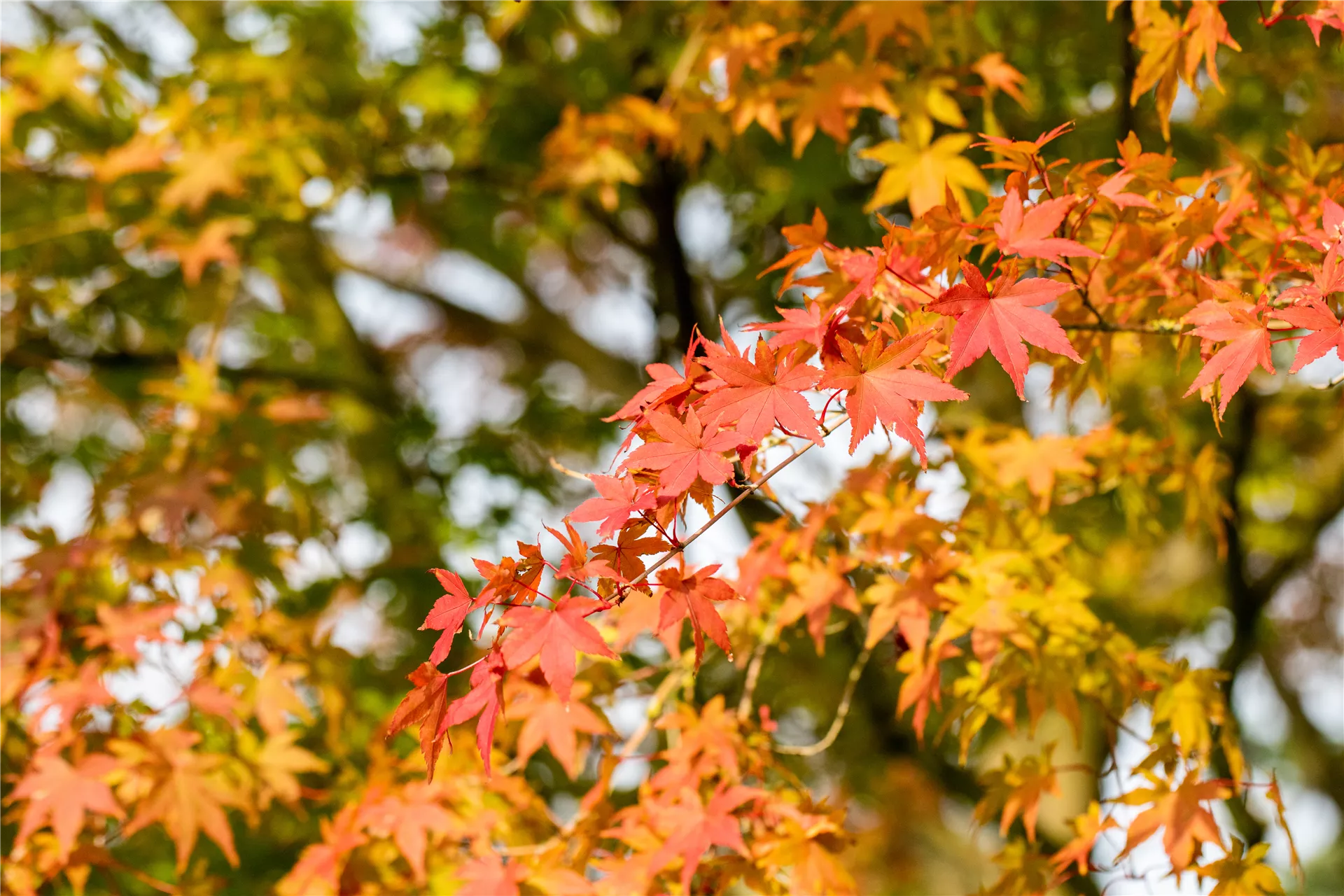 Wow-Effekt im Frühjahr und Herbst