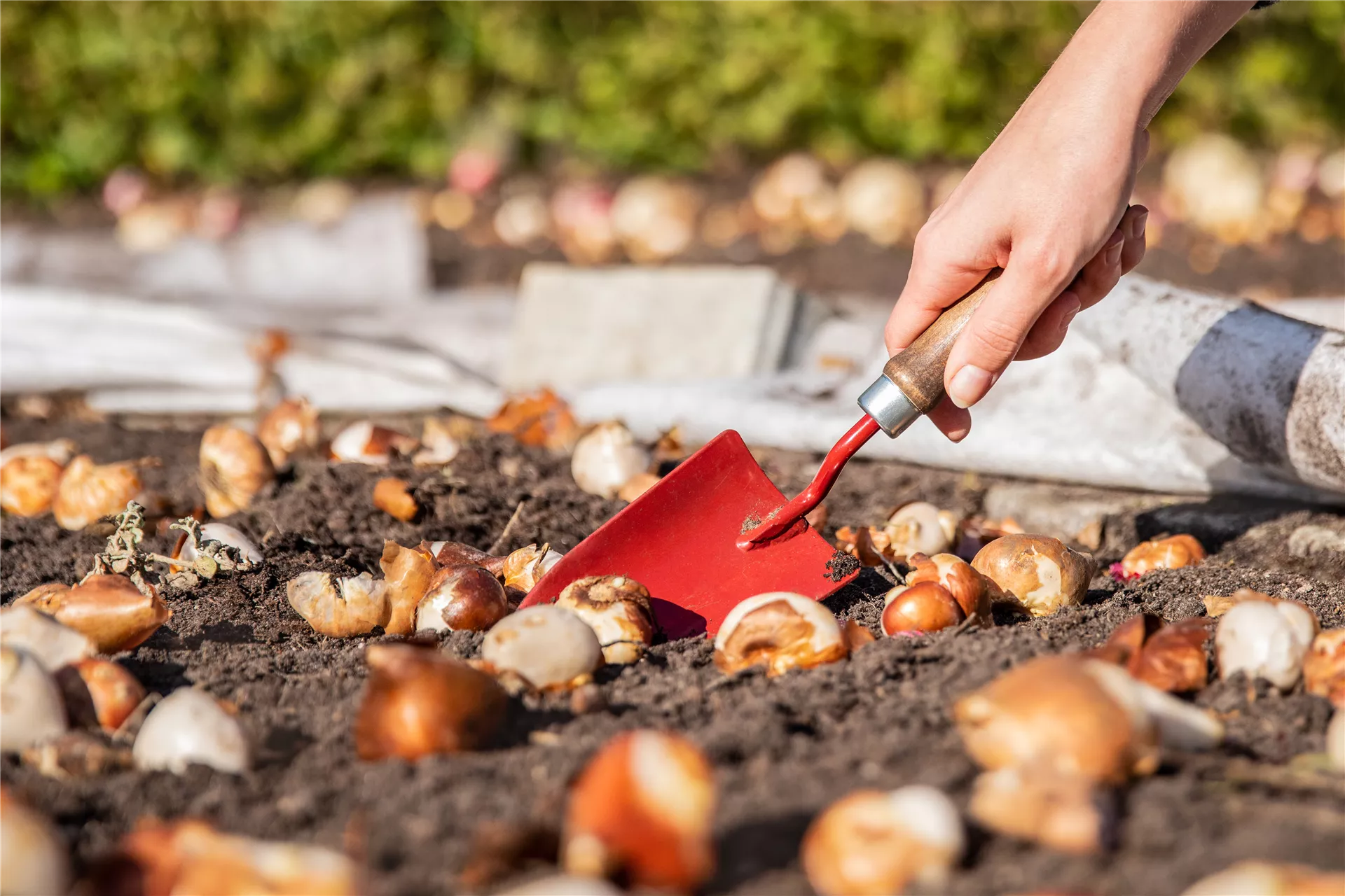 Setze jetzt dein Frühlings-Blütenmeer