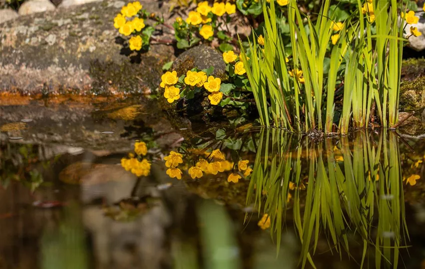 Sumpf-Dotterblume am Teich