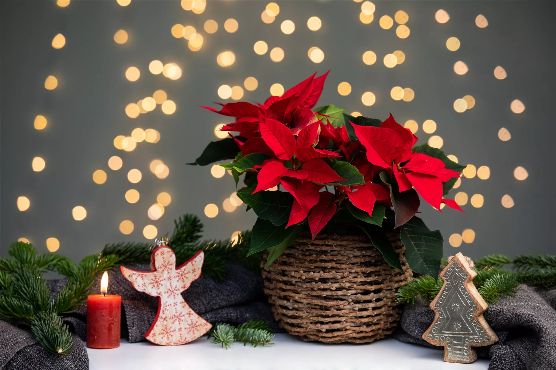 Ein weihnachtliches Kleid für deine Zimmerpflanzen