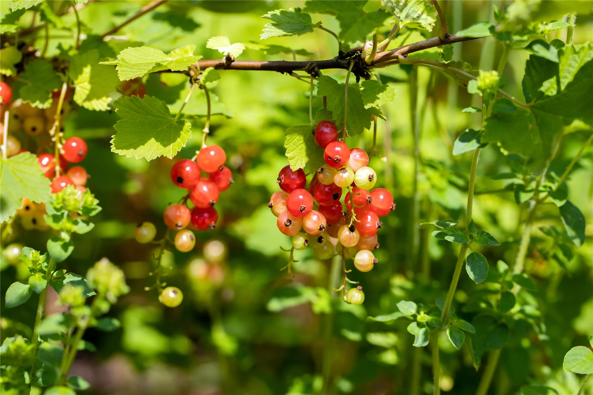 Beerenstark und superlecker